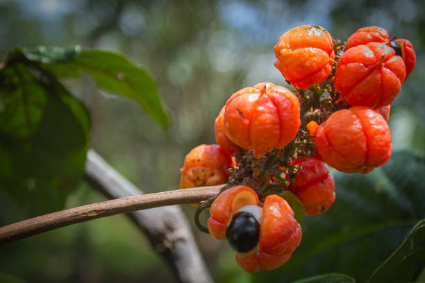 guarana větvička